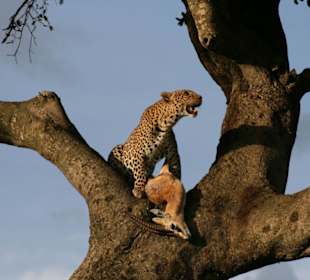 Leopard in der Massai Mara