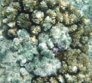 Hausriff, rechts von der Marina