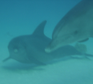 Die zwei sehen aus wie wenn sie Pause brauchen