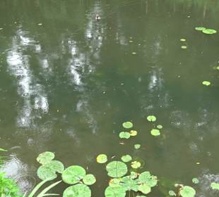 Fischlehrpfad Neu-Ulm