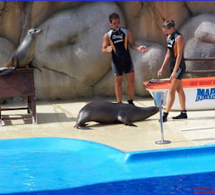 Vorführung Show der Seelöwen