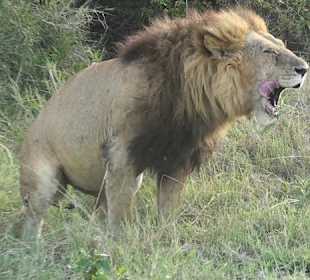 Löwe beim "Kacken" 