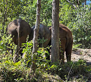 Elefanten in freier Wildbahn