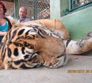 Bei den mittleren Tigern