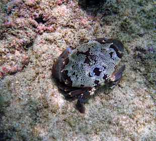 Krebs am Hausriff Hotel Coral Cove Chalet