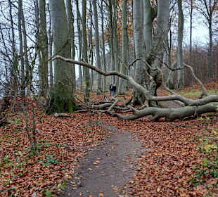 Buchenwald-Erlebnis-Pfad
