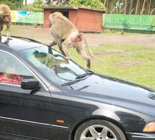 Oh je das schöne Auto