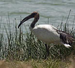 Ibis