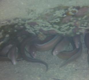 Moränen auf der Hälfte des Steges