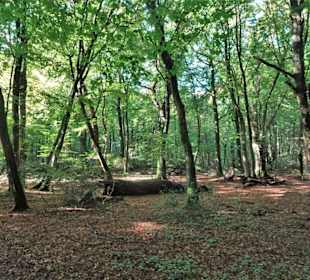Eindrücke aus dem Neuenburger Urwald