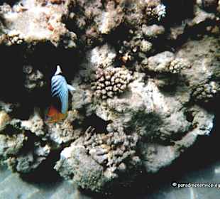 Zum Anfassen nahe, aber anfassen nicht erlaubt!