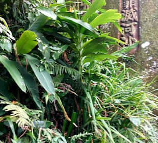 Elephant Mountain Xiangshan Hiking Trail