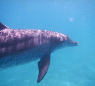 Der kleine Schelm von links 