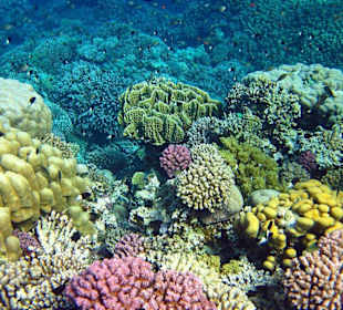 Korallenriff