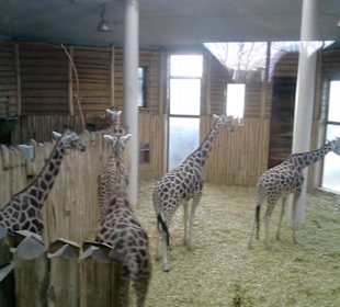 Die Giraffen im Giraffenhaus