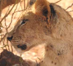 Tsavo-East-Nationalpark
