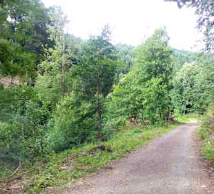 Pfälzer Waldpfad in Kaiserslautern