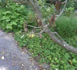 Botanischer Garten