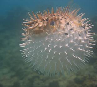 Erlebnisse bei Tauchgang Merlin Sosua