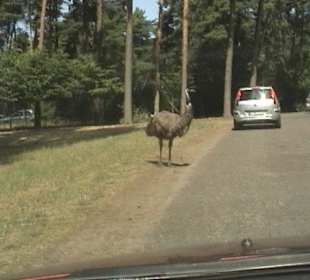 Seltene Strassenbekantschaften