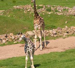 Giraffe mit Kind