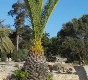 Palme