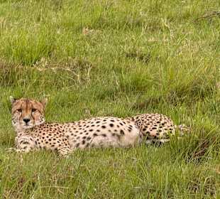 Gepard