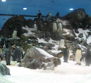 Pinguine im Loro Park