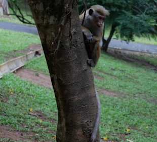 Affe im botanischen Garten