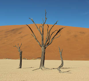 Dead Vlei