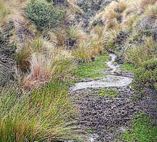 Cotopaxi Nationalpark