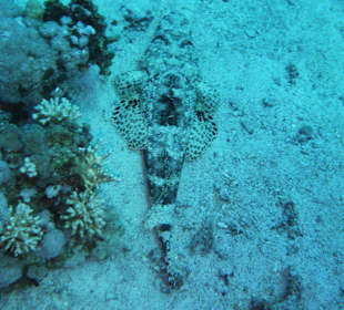 Krokodilfisch Panorama Reef