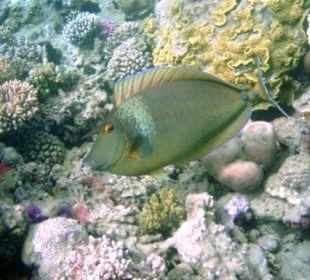 Giftun Inseln / Mahmya 