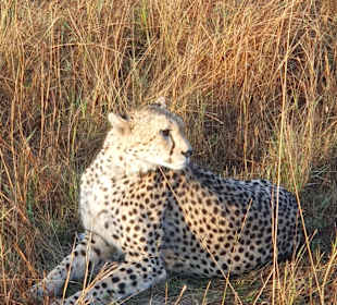 Gepard