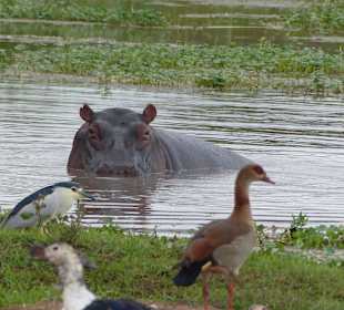 Hippo an der Voyager - Lodge in Ziwani (Tsavo West)