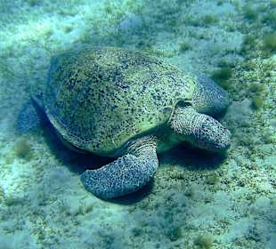 Riesenschildkröte bei Abu Dabab