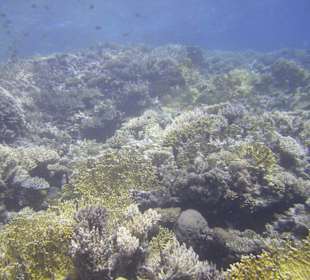 Tauchgebiet Poseidon Garden