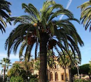 Passeig de Jaumes I (Palmenpromenade)