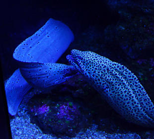 Sehr hübsche Moränen