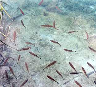 Plitvicer Seen - Fische