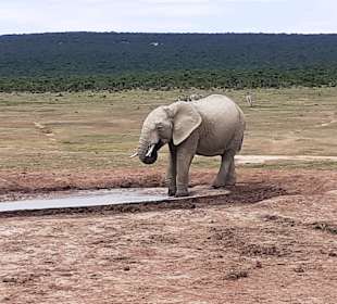 Addo Elephant Park