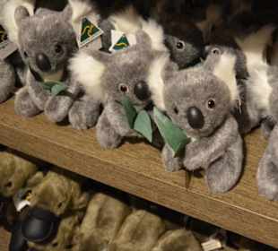 Koalas im Souvenirshop