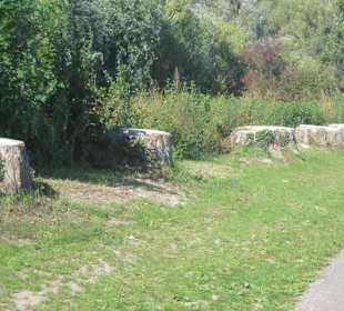 Uferpromenade Pappelstümpfe