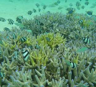 Korallenstöcke Hausriff