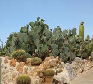 Botanicactus