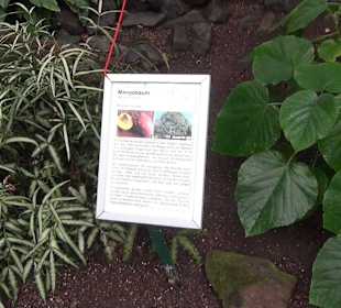 Tropicarium - Feuchte Tropen