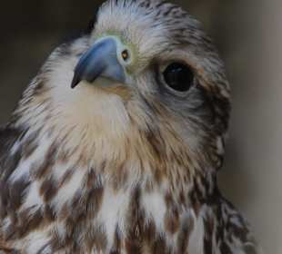 Raubvogel