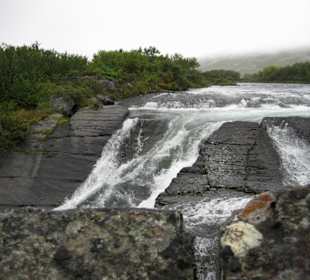 Kongsfjord-Elva