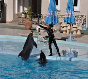 Dolphin Sharm elshiek show