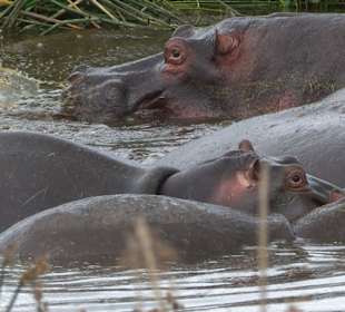 Viele Baby-Hippos